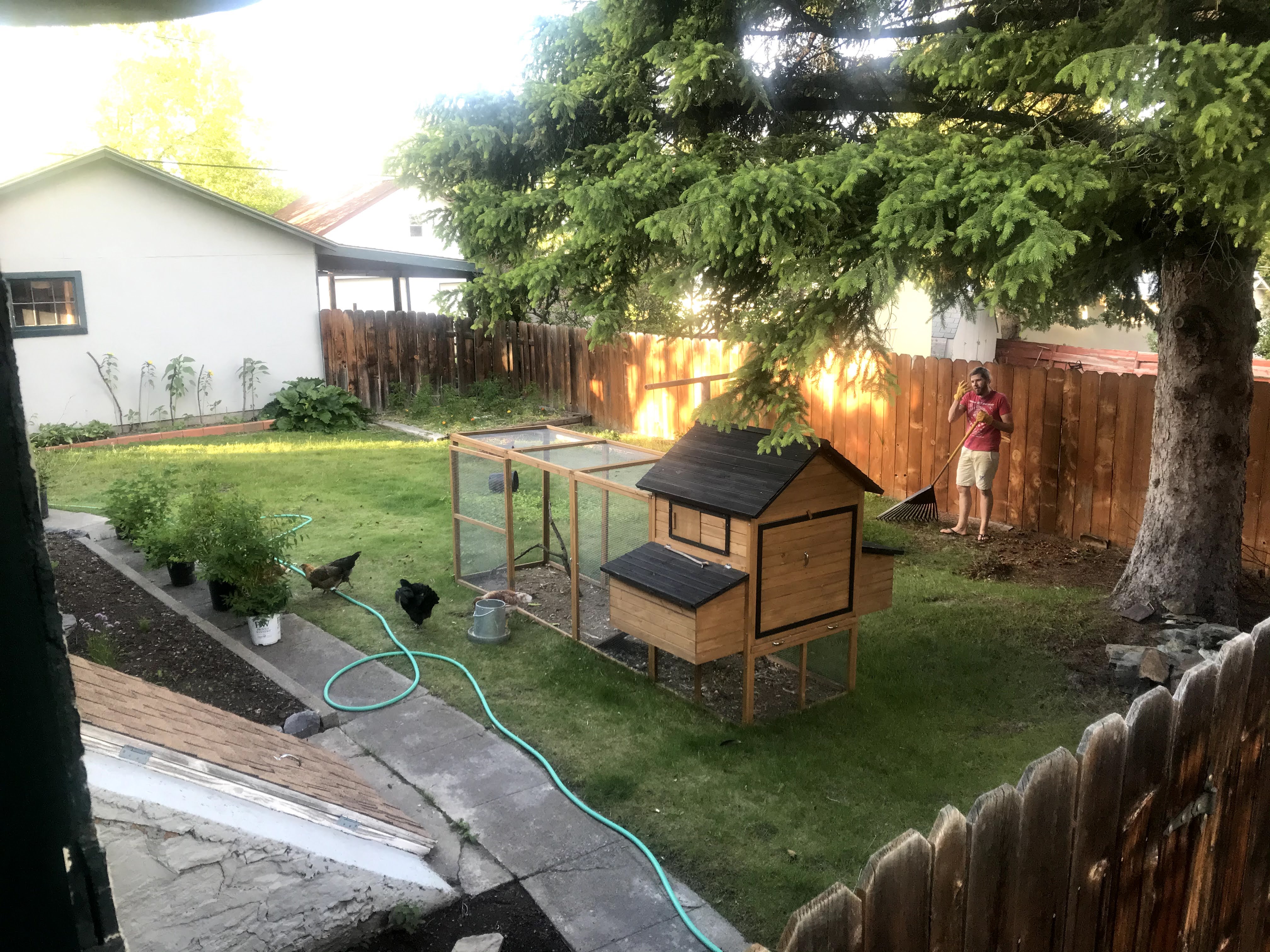 lawn area with chicken coop and chickens foraging