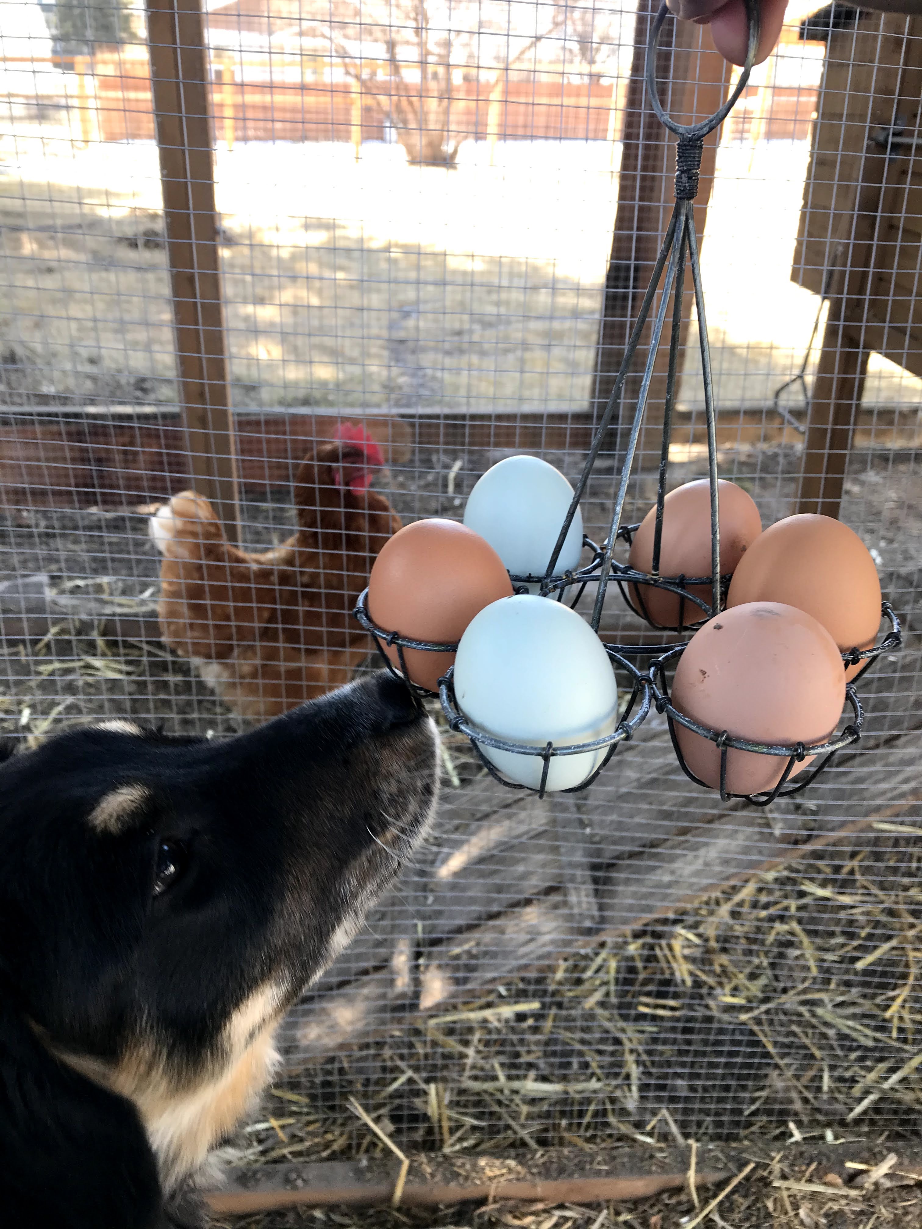 Texas Heeler dog with small tray of green and brown eggs, golden chicken in background.