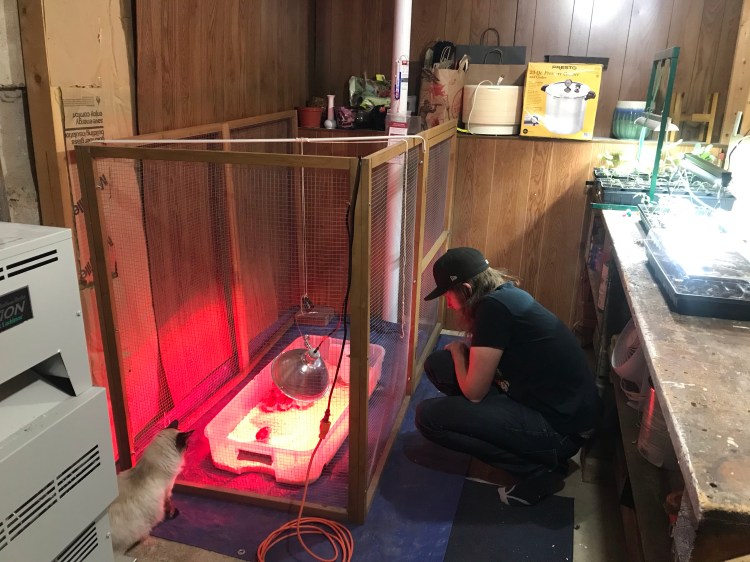 Small chicken enclosure with chicks in utility room with a man and a fluffy cat.