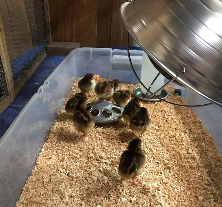 Ten brown and cream-colored baby chicks in a brooder with heat light, food and water containers