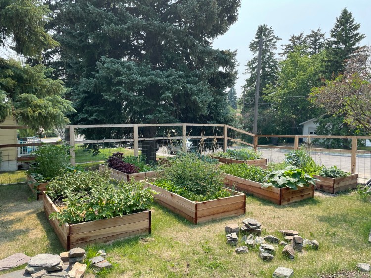 Eight cedar raised beds overflowing with vegetables. Some rocks in the foreground.