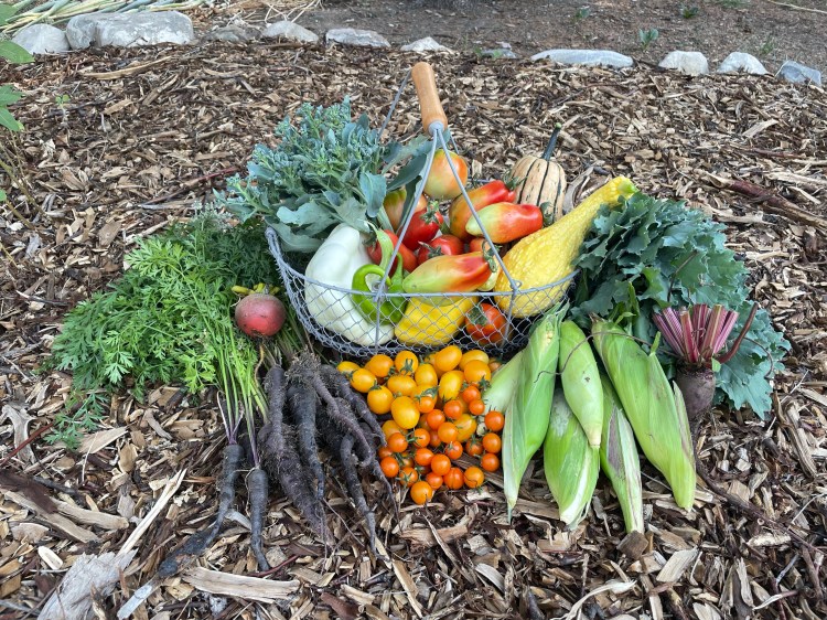 Wire produce basket overflowing with squash, corn, tomatoes, purple carrots, orange cherry tomatoes, kale and a few rogue beets on a tree mulch background.