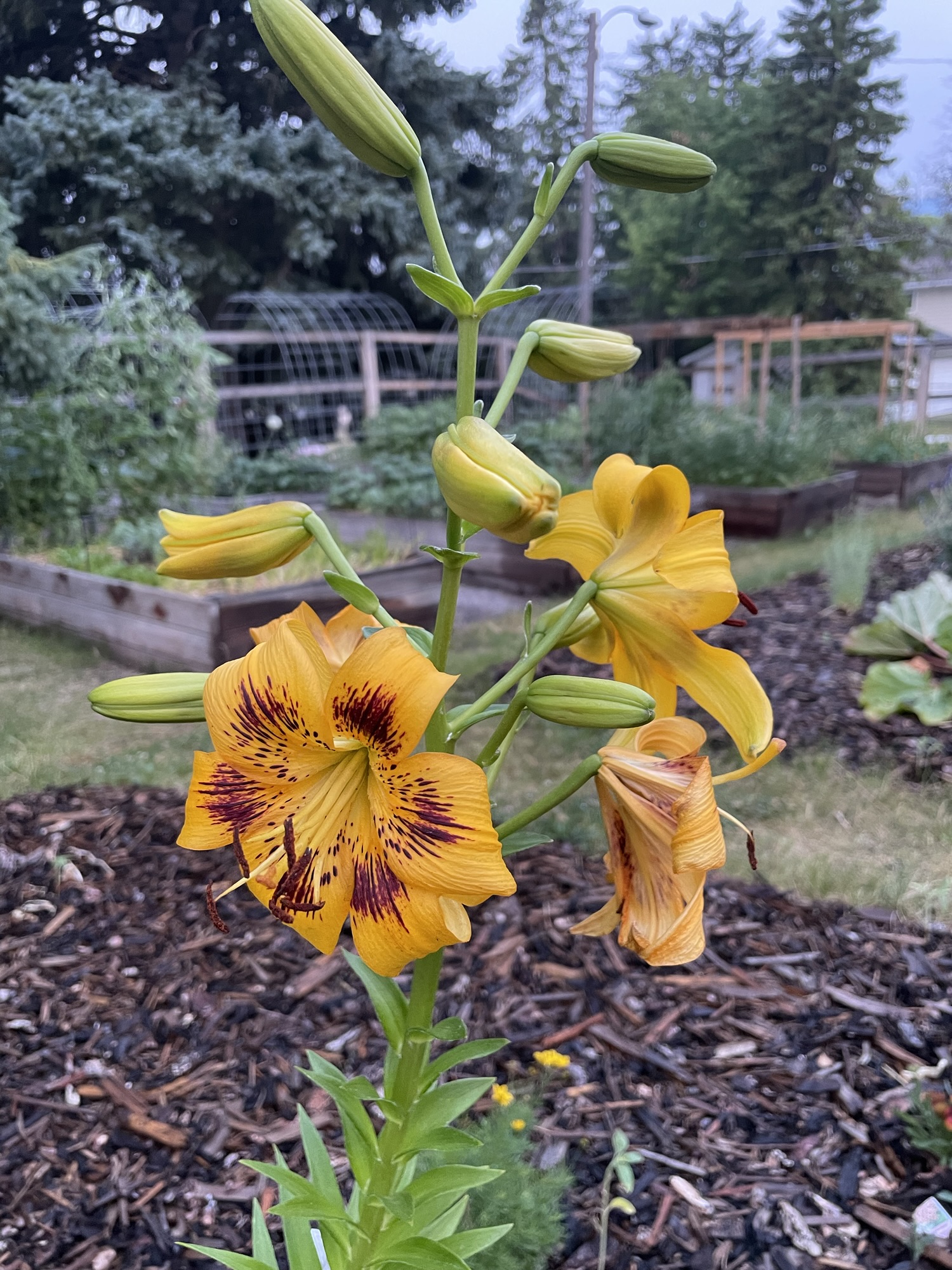 Yellow asiatic lilies against a background of raised beds