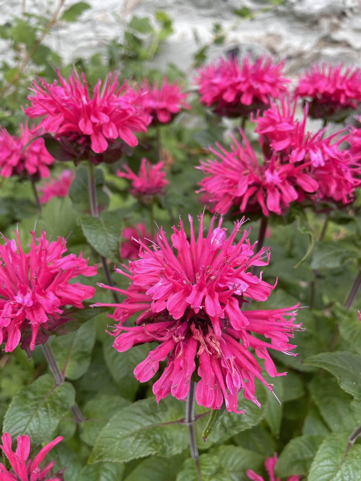 Several bright red-pink flower composed of a series of smaller bracts and stamens that point up and down around a central flower head.